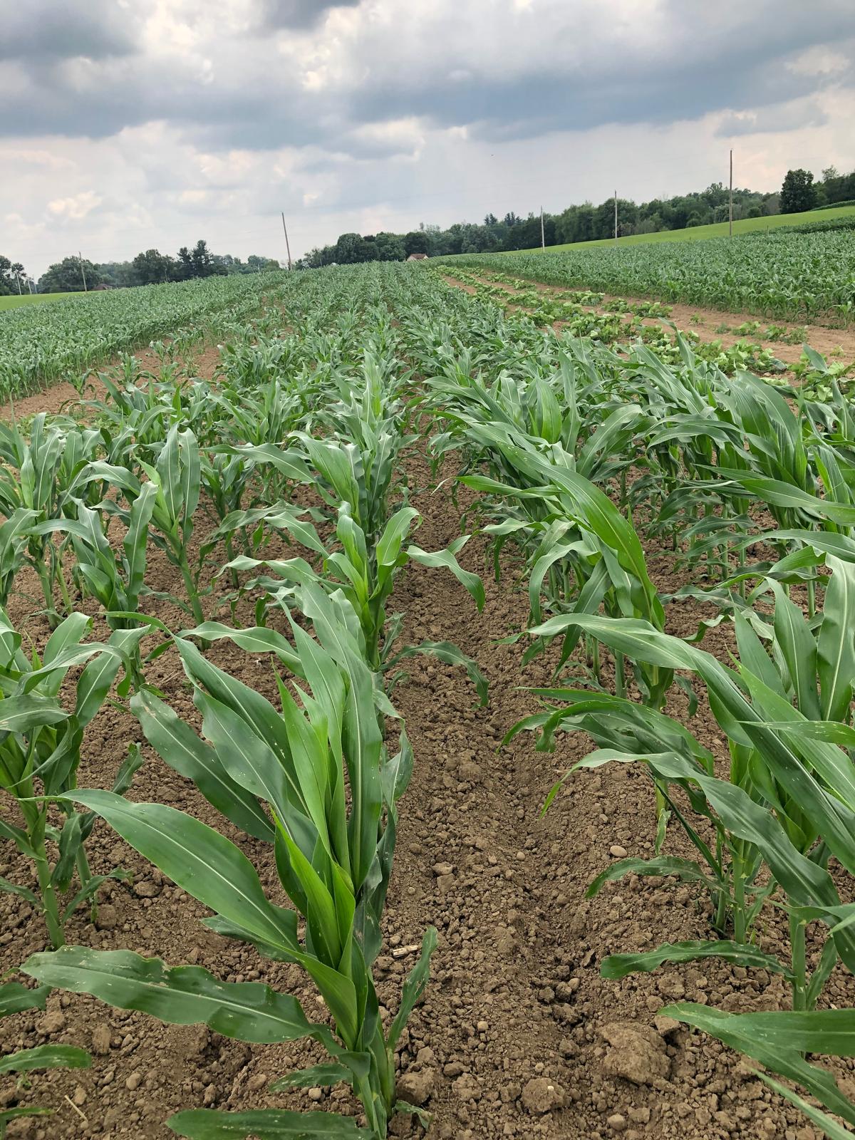 Wide-angle view of large agricultural field with rows of young green corn plants